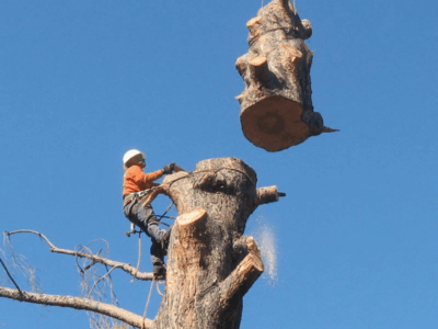 Tree Removal
