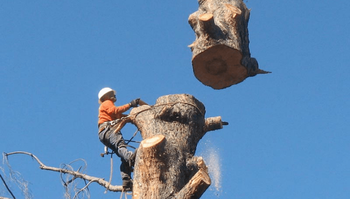 Tree Removal