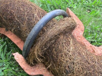 Tree root removal Service